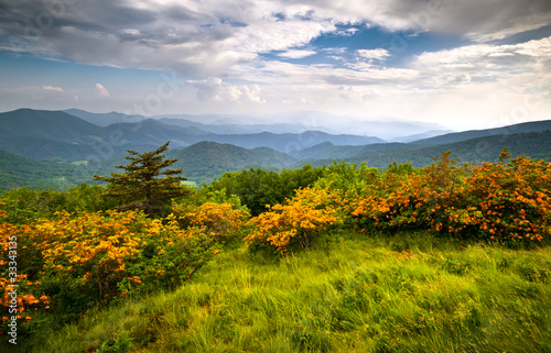 Photo: Flame Azalea Blooms Blue Ridge Mountains Roan Appalachian Trail Flame Azalea Blooms Blue Ridge Mountains Roan Appalachian Trail