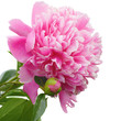 Red peony