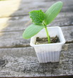 plant de cucurbitacée