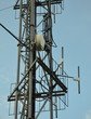 telecommunication telecommunication