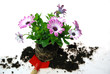 Glockenblume