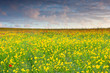 Photo: Poppies and Corn Marigold Poppies and Corn Marigold