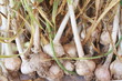 cosecha de ajo cosecha de ajo
