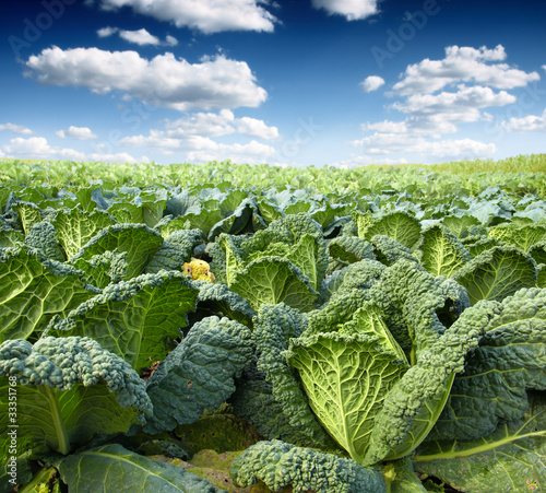 Photo: green kale green kale