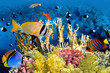 Tropical Fish and Coral Reef