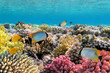 Chevron butterflyfish Chevron butterflyfish