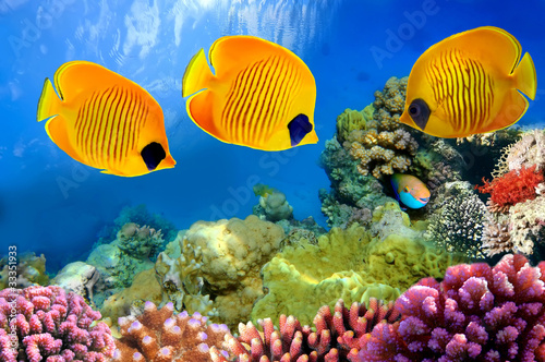 Photo: Masked butterfly fish (Chaetodon semilarvatus) Masked butterfly fish (Chaetodon semilarvatus)