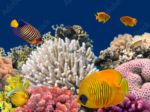 Photo: Underwater life of a hard-coral reef, Red Sea, Egypt Underwater life of a hard-coral reef, Red Sea, Egypt