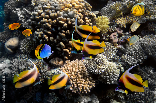 Photo: Underwater life of a hard-coral reef Underwater life of a hard-coral reef