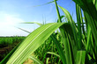 sugarcane stems and leaves.