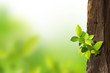 Photo: small trees growing on the old timber on green background. small trees growing on the old timber on green background.