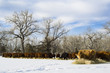 Herd of cows feed on hay during winter Herd of cows feed on hay during winter