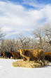 Angus cow eats hay during winter Angus cow eats hay during winter