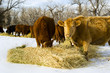 Cows feed on hay during winter Cows feed on hay during winter