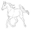 Illustration: Arabian horse vector illustration Arabian horse vector illustration