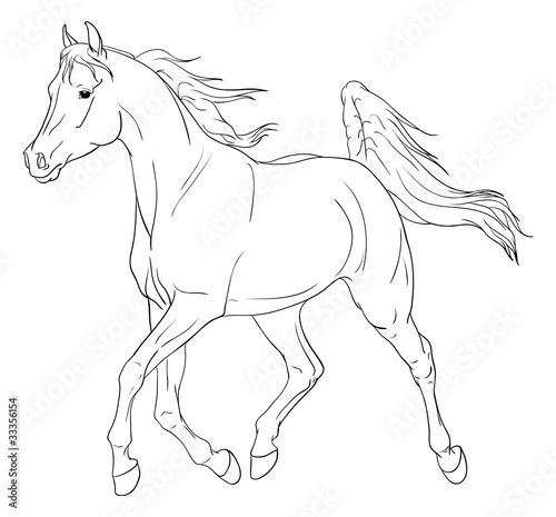 Illustration: Arabian horse vector illustration Arabian horse vector illustration