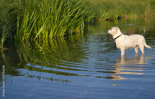 Photo: Swimming dog Swimming dog