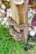 Group of mushrooms Group of mushrooms