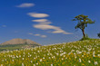 spingtime mountain scenic