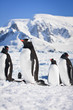 penguins in Antarctica