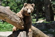 Ours