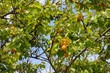 abricots