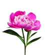 Pink peony.