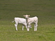 Mucca