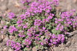 Sand-Thymian (Thymus serpyllum)
