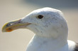 Möwe 1