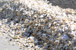 Muschelberg