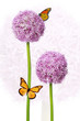 Schmetterlinge auf Blumen