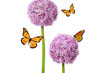 Butterfly Bloom - Blumen und Insekten