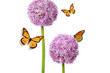 Allium Flower of Nature