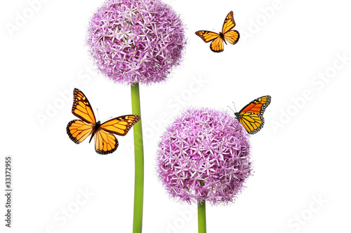 Foto: Butterfly Bloom - Blumen und Insekten Butterfly Bloom - Blumen und Insekten