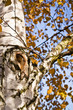 Photo: Birch tree in autumn - knot, knag Birch tree in autumn - knot, knag
