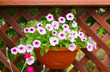 violet flowers of bindweed violet flowers of bindweed
