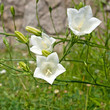 Glockenblume - Campanula persicifolia