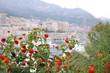 Foto: Monaco, Monte-Carlo Monaco, Monte-Carlo