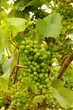 Wine grapes at early summer