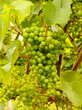 Wine grapes