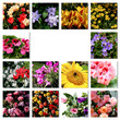 Bunte Blumen Collage im Quadrat