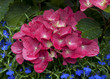 ����: Hydrangea Macrophylla � dreamlogicc #33377933