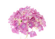 ����: Hydrangea Macrophylla � dreamlogicc #33377935