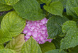 ����: Hydrangea Macrophylla � dreamlogicc #33378184