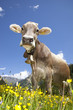TIROLER RIND Photo © Herby Meseritsch