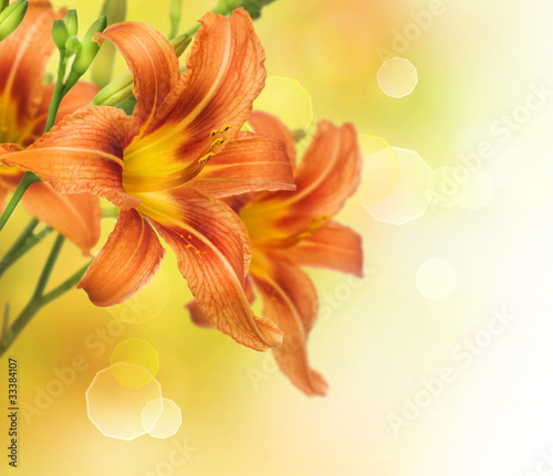 Photo: Yellow Lily Flower border design Yellow Lily Flower border design