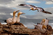 Northern Gannets in Scotland