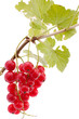 rote Johannisbeere (Ribes)