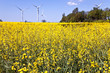 Rapsfeld und Windkraftwerke